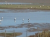 Algarve_bociany